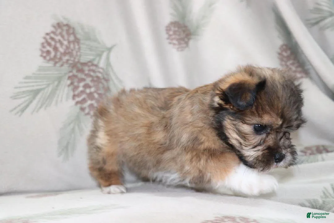 Mixed Breed dogs for sale: Curly - Ad 1