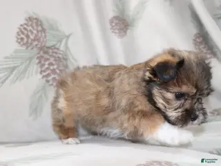 Mixed Breed dogs Curly - Ad 28