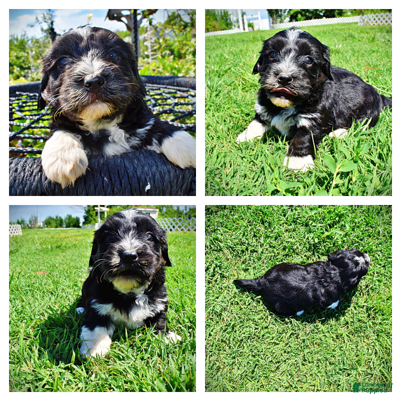 Havapoo dogs Taz - Ad 1