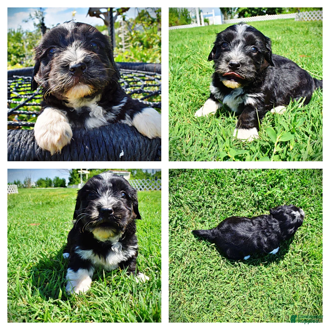 Havapoo dogs for sale: Taz - Ad 1
