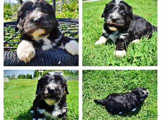 Havapoo dogs for sale: Taz - Ad 2