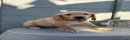 Golden Retriever dogs for sale: Green collar - Ad 4