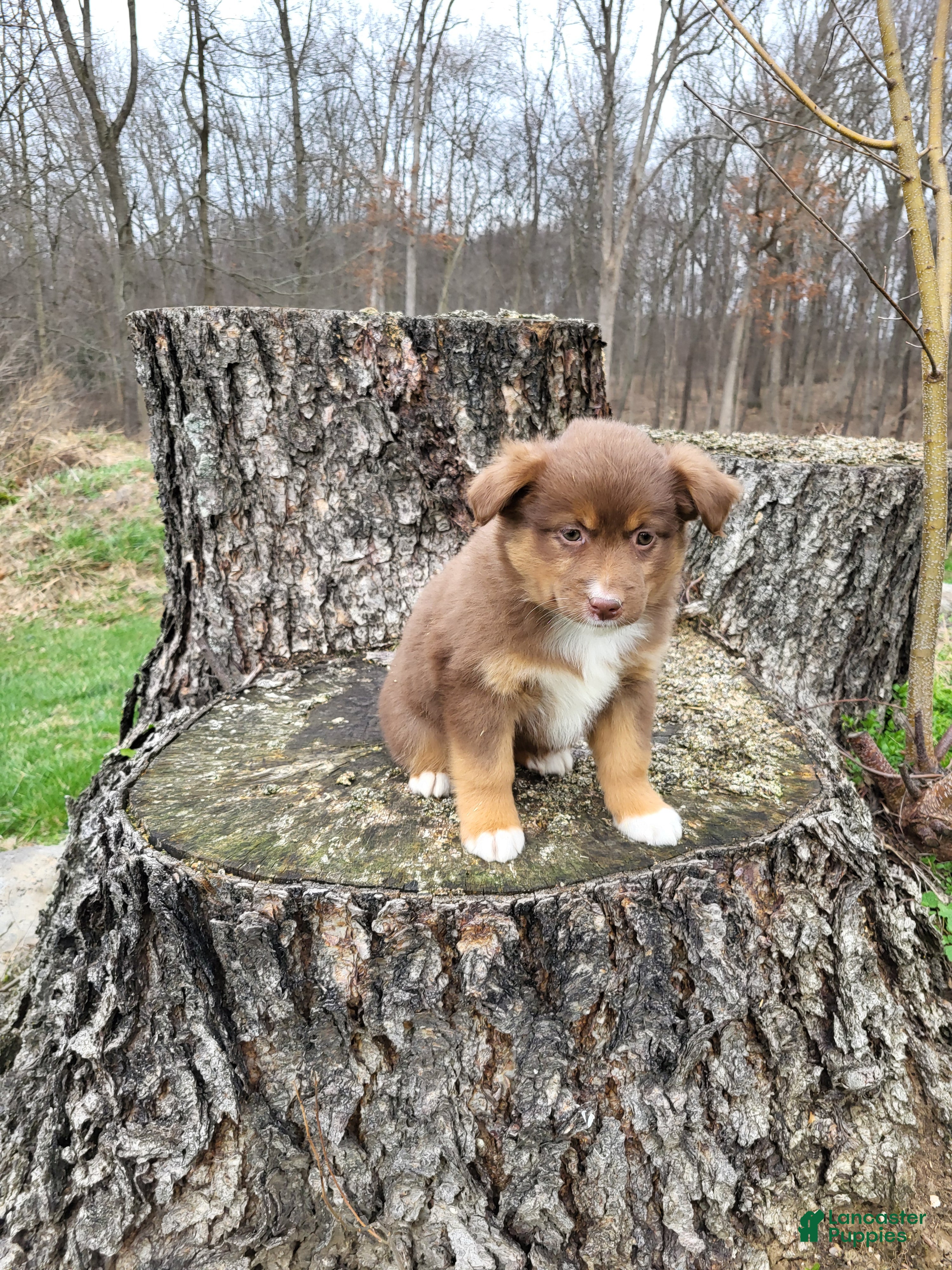 Australian Shepherd dogs Dixie - Ad 1