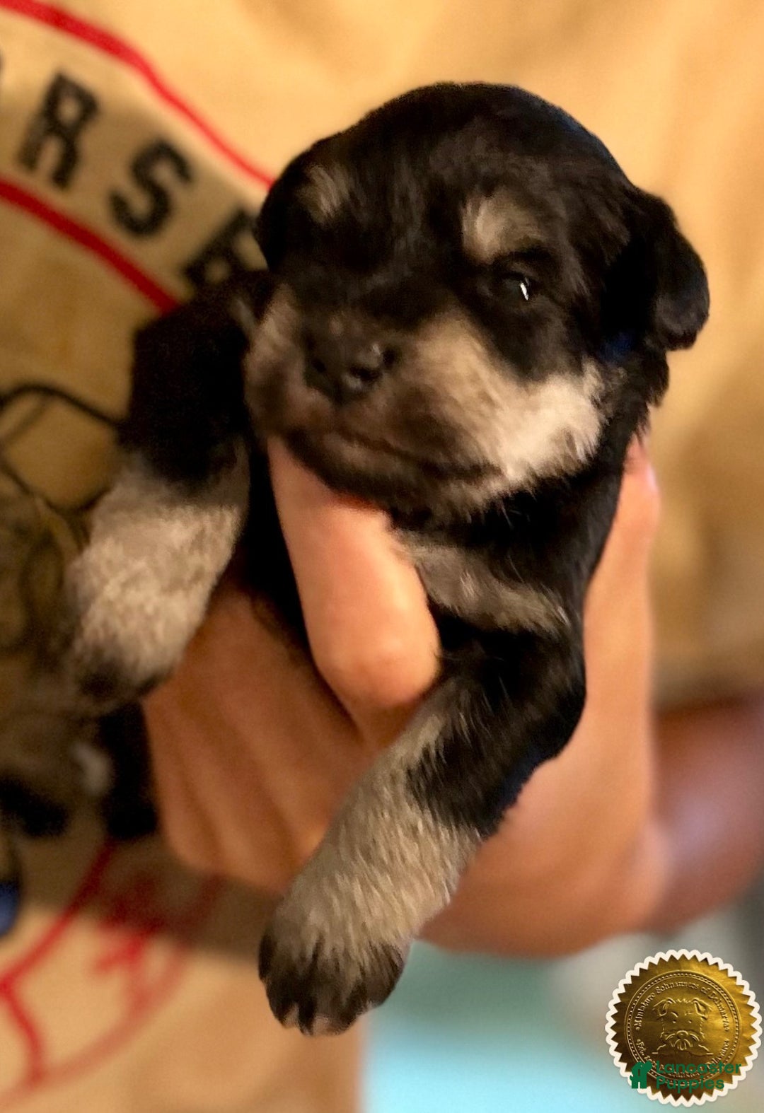 Miniature Schnauzer dogs for sale: ROSIE - Ad 18