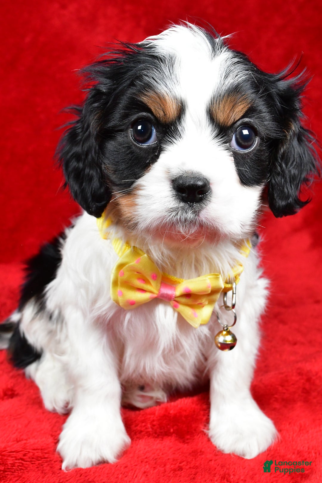 Cavalier King Charles Spaniel dogs for sale: Fritz - Ad 6