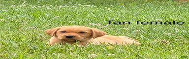 Labrador Retriever 5