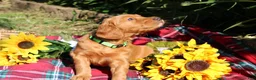 Mixed Breed dogs for sale: Lily - Irish Goldendoodle - Ad 10