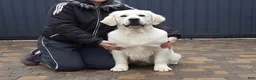 Golden Retriever dogs for sale: Marshmallow Cream - Ad 9