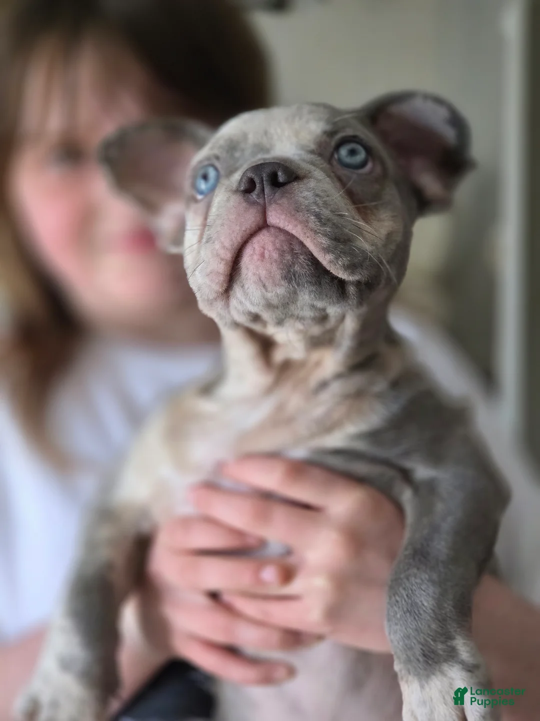 French Bulldog dogs for sale: French Bulldog Puppy 1 - Ad 2