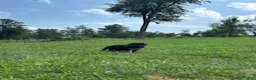 German Shepherd dogs for sale: Cordell - Ad 4