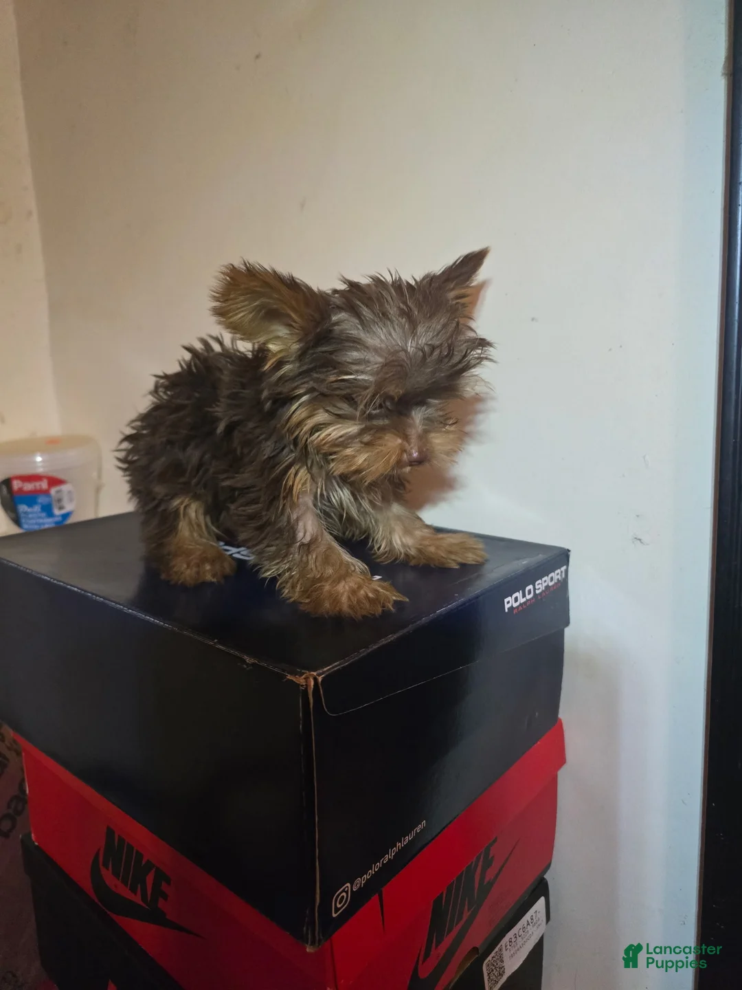 Yorkshire Terrier dogs for sale: Yorkshire Terrier 1 - Ad 1