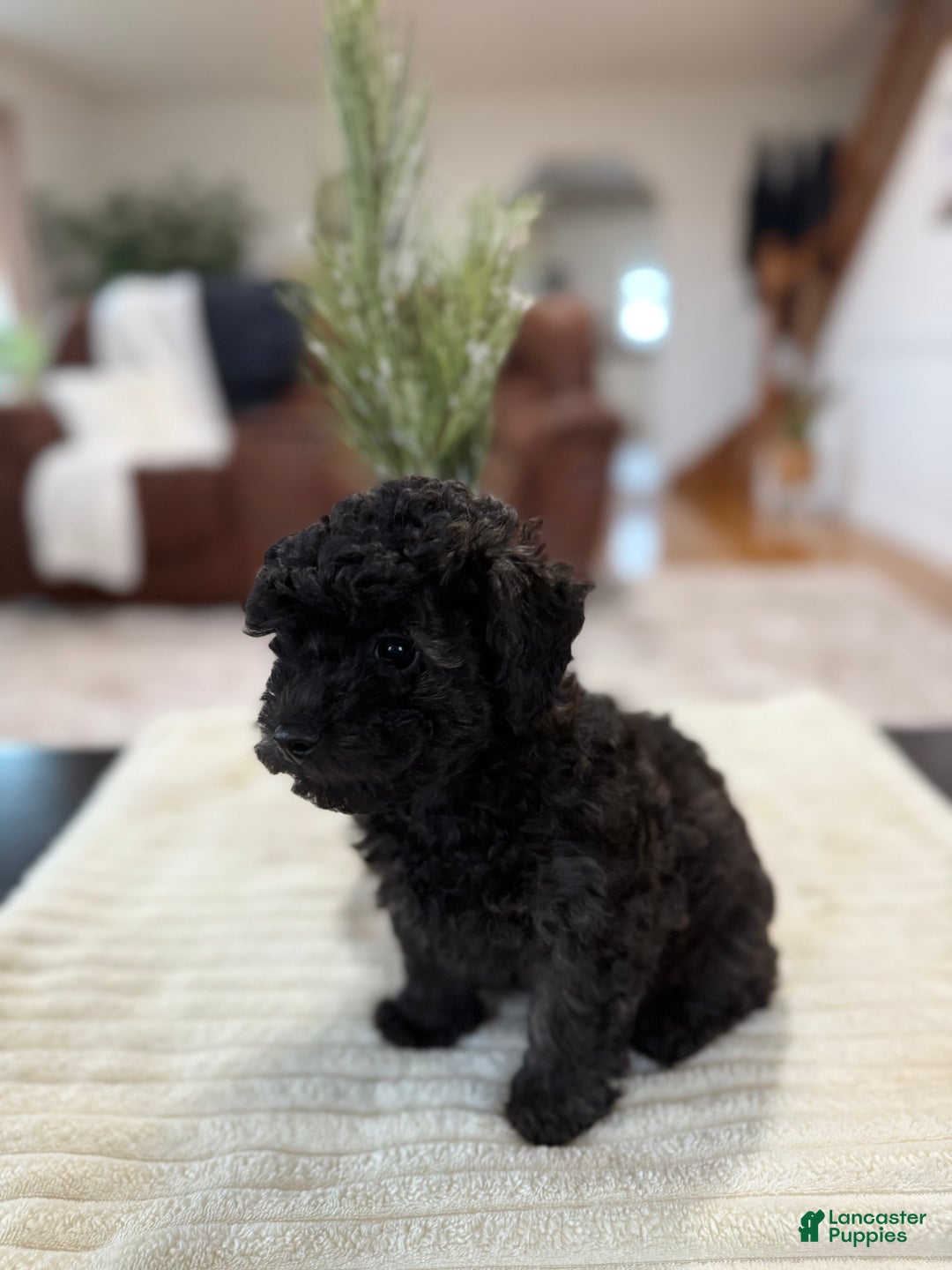 Maltipoo dogs for sale: Rome  - Ad 4
