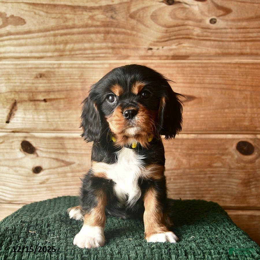 Cavalier King Charles Spaniel dogs Ollie  - Ad 26