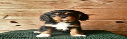 Cavalier King Charles Spaniel dogs for sale: Ollie  - Ad 1
