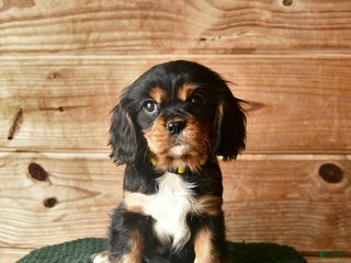 Cavalier King Charles Spaniel dogs Ollie - Ad 26