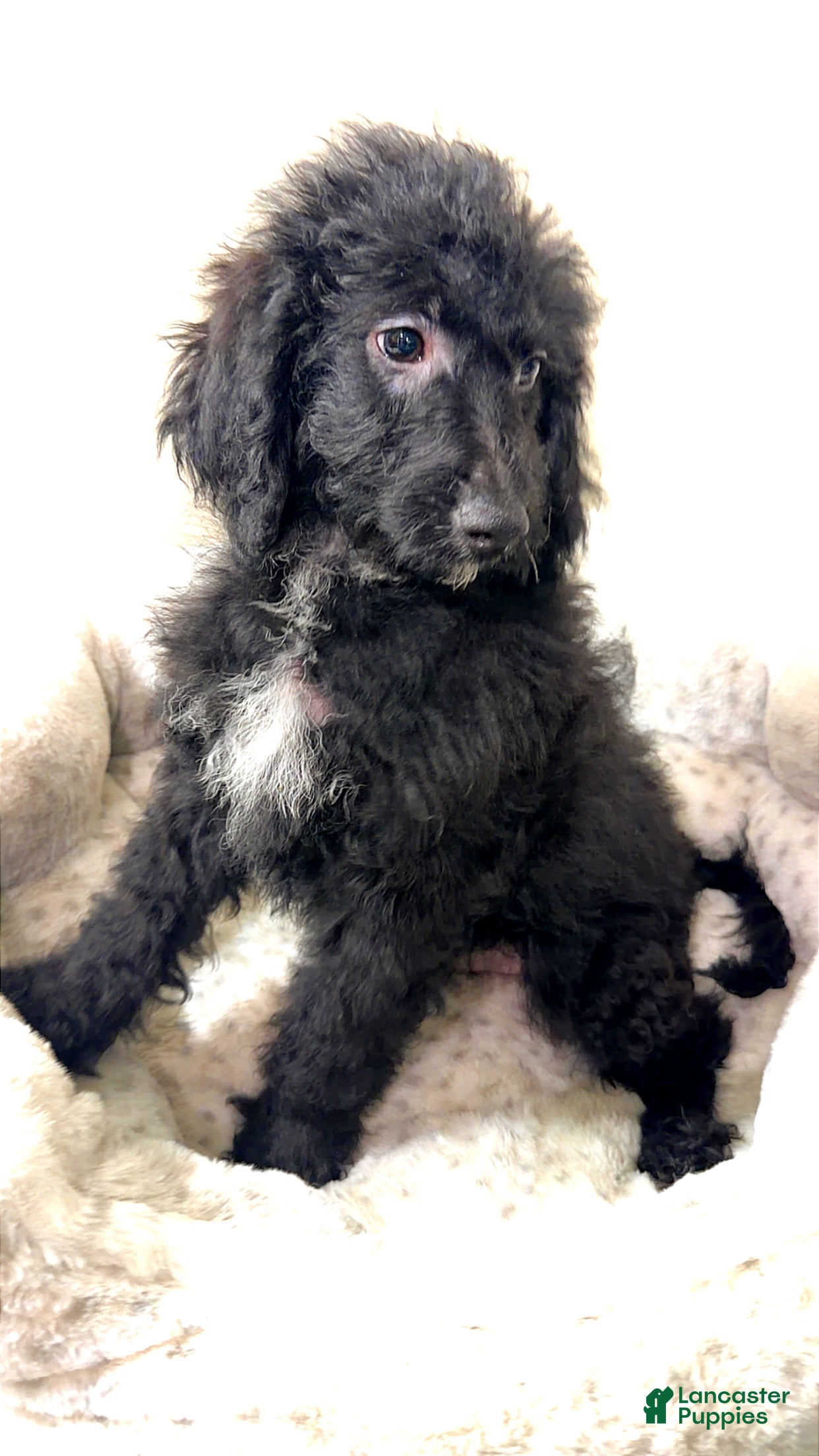 Yorkiepoo dogs Tuxedo  - Ad 2