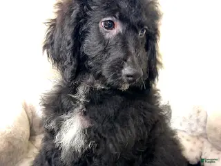 Yorkiepoo dogs Tuxedo - Ad 2