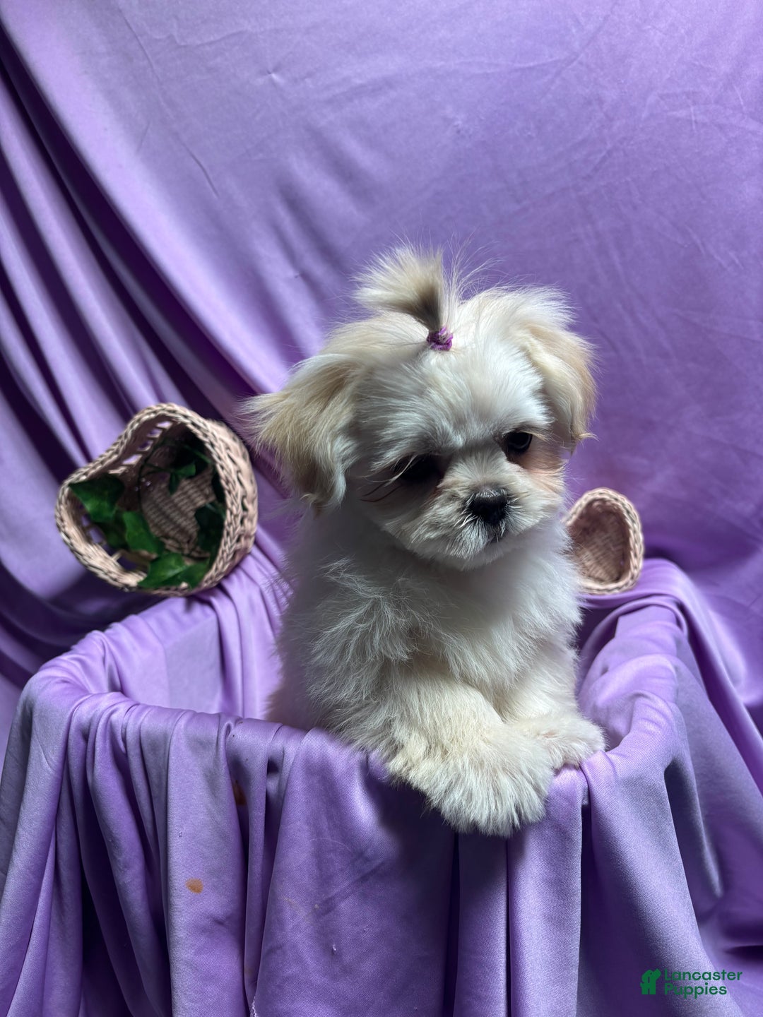 Shih Tzu dogs for sale: Shih Tzu Puppy 1 - Ad 4