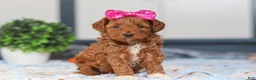 Mini Goldendoodle dogs for sale: Nikki - Ad 5