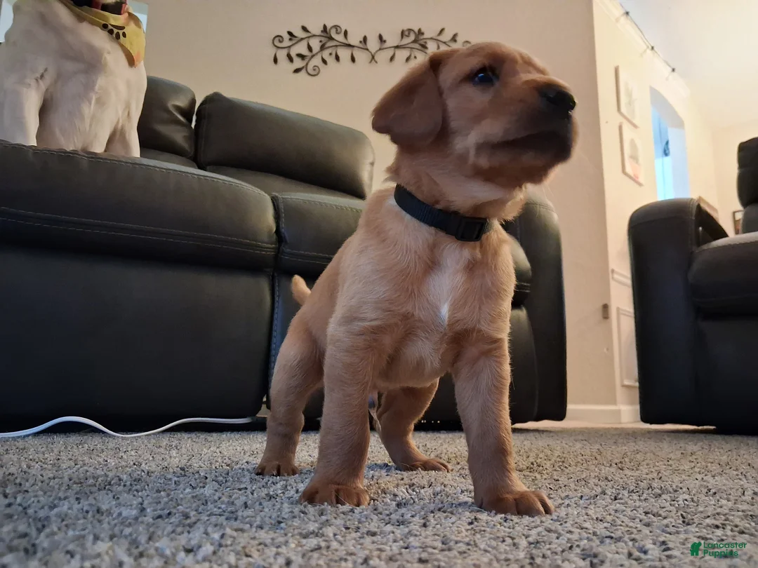 Mixed Breed dogs for sale: Black collar - Ad 2