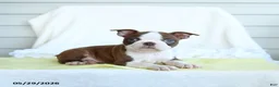 Boston Terrier dogs for sale: Nancy - Ad 2