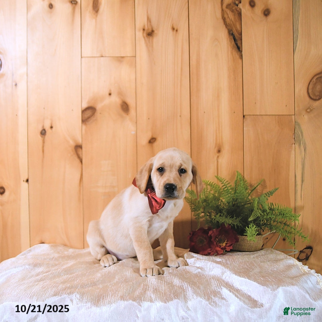 Labrador Retriever dogs for sale: Summer - Ad 9