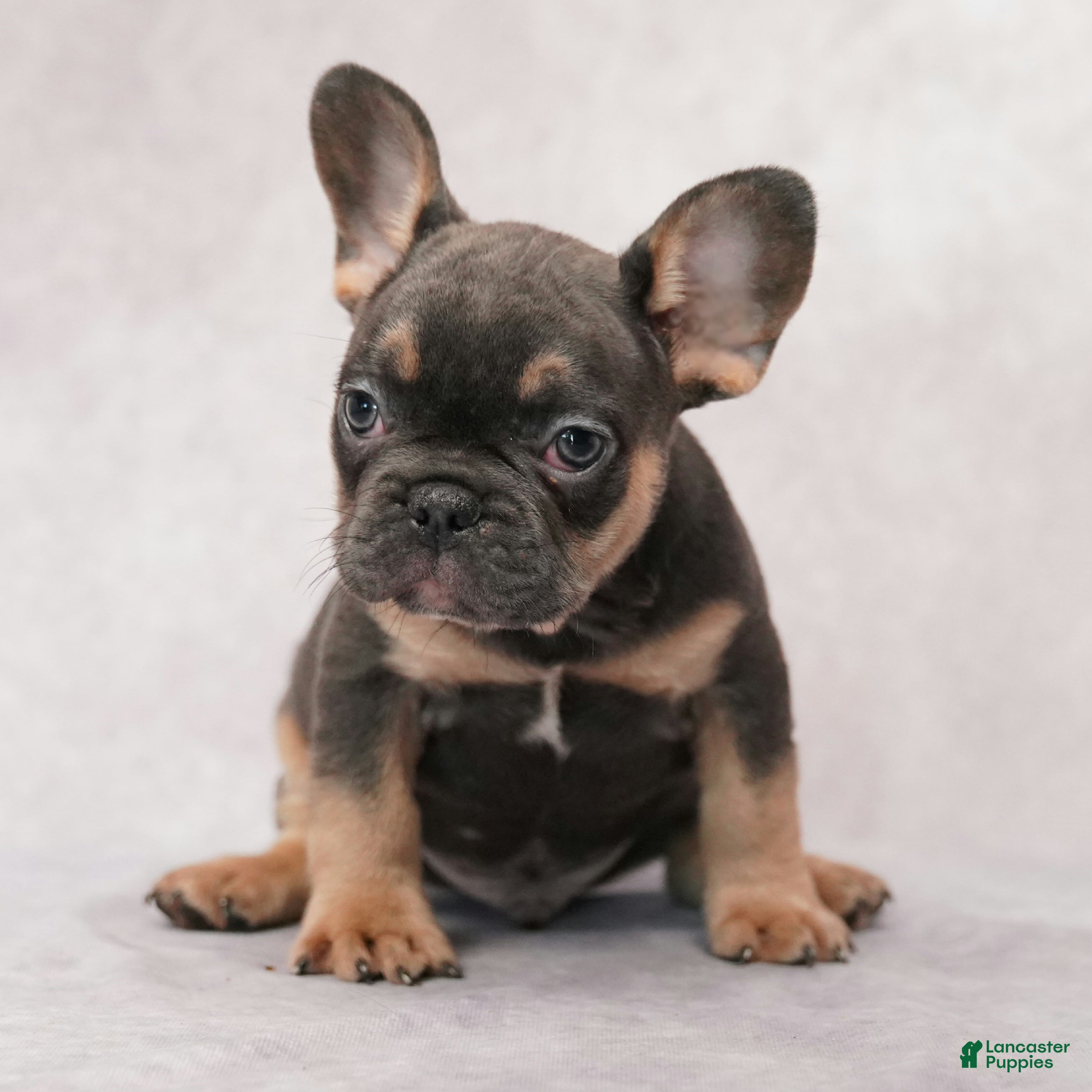 French Bulldog dogs Buster - Ad 2