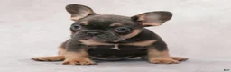 French Bulldog dogs for sale: Buster - Ad 2