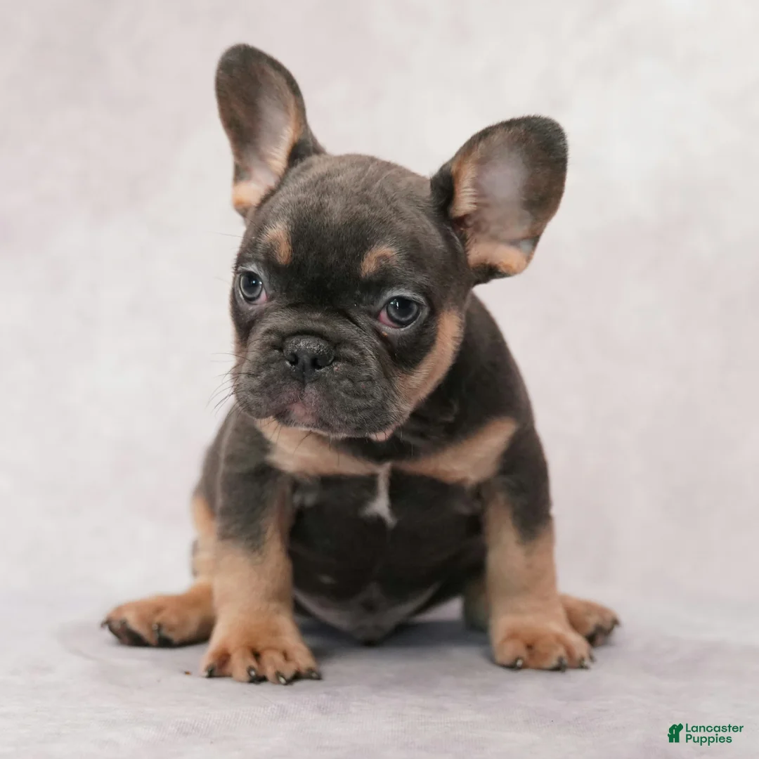 French Bulldog dogs for sale: Buster - Ad 2