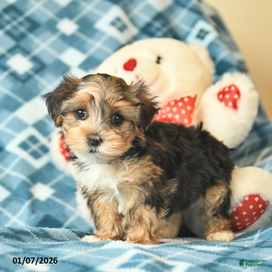 Shorkie dogs Lady  - Ad 4