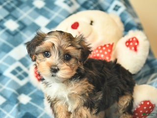 Shorkie dogs Lady - Ad 1