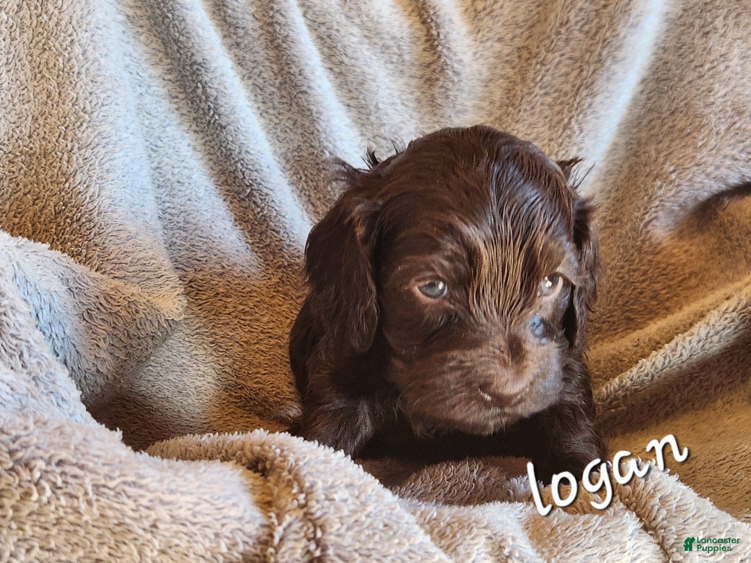 Mixed Breed dogs for sale: Logan - Ad 1
