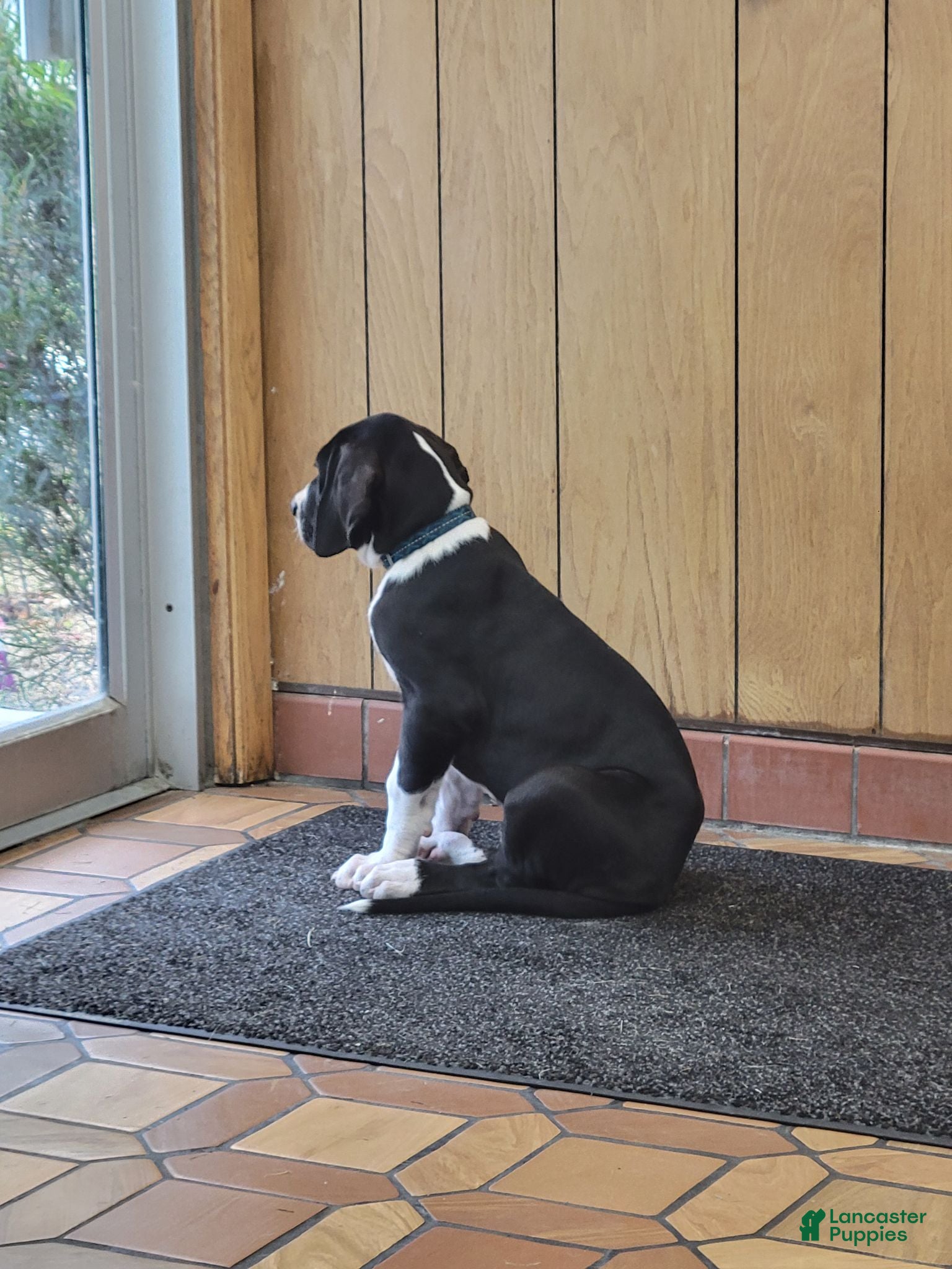 Great Dane dogs Great Dane 1 - Ad 21