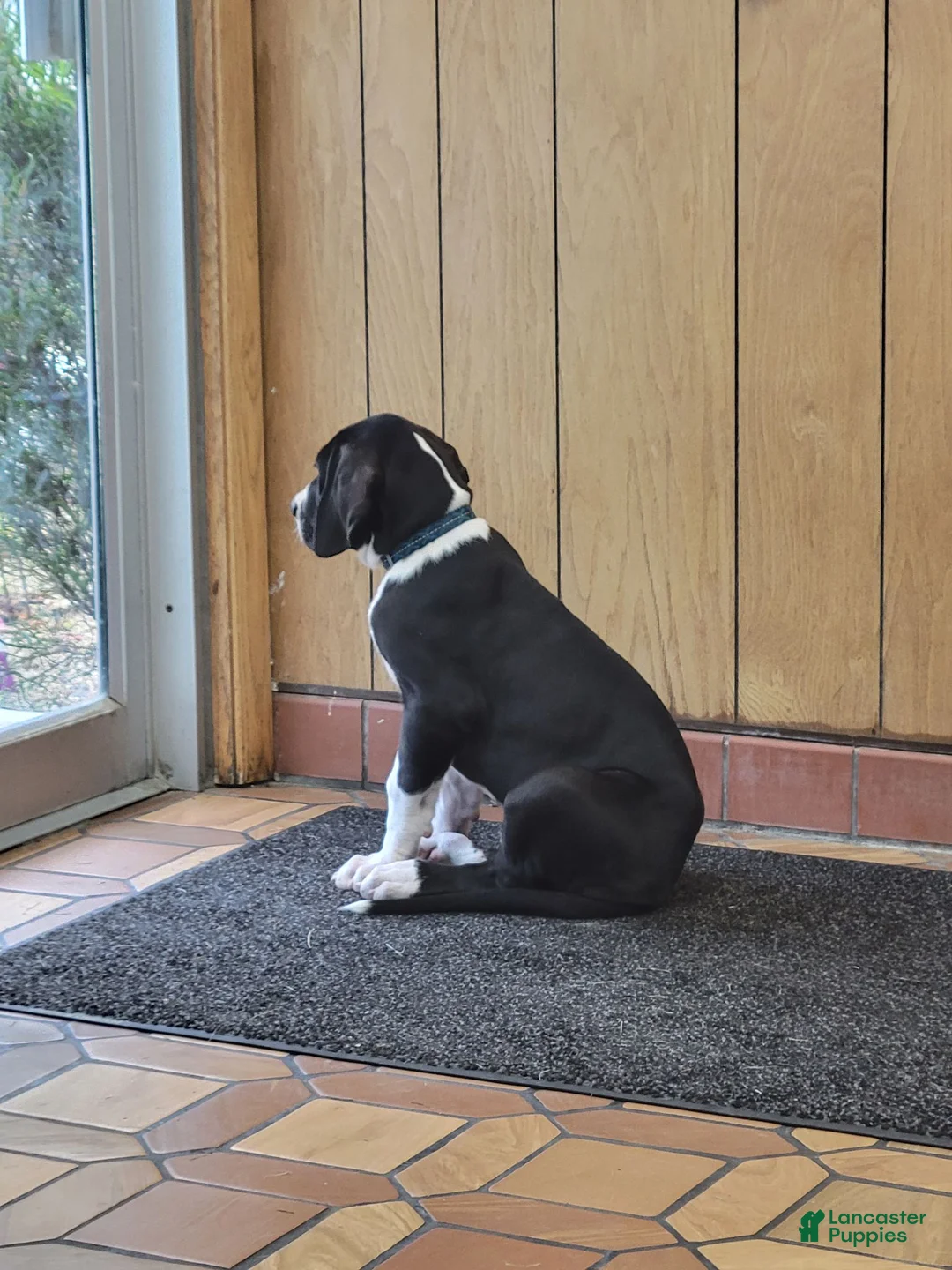 Great Dane dogs for sale: Great Dane 1 - Ad 1