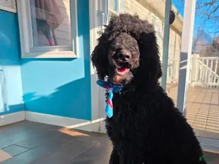 Standard Poodle dogs Lucky - Ad 33