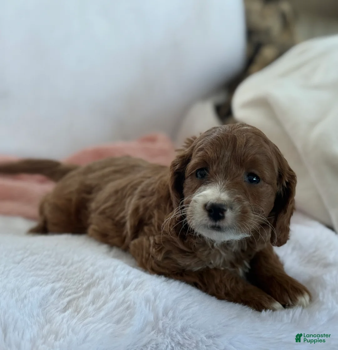 Cavapoo dogs for sale: Aspen  - Ad 10