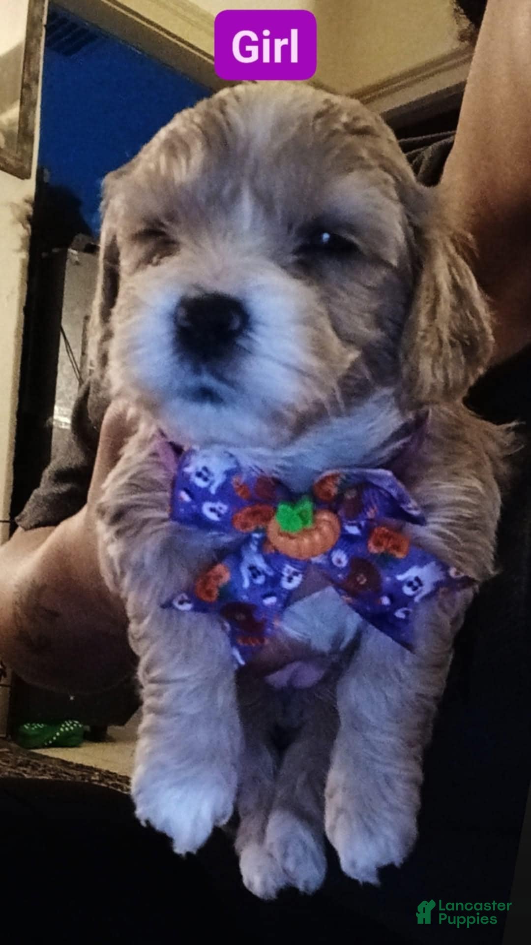 Mixed Breed dogs Mixed Breed Puppy 4 - Ad 35