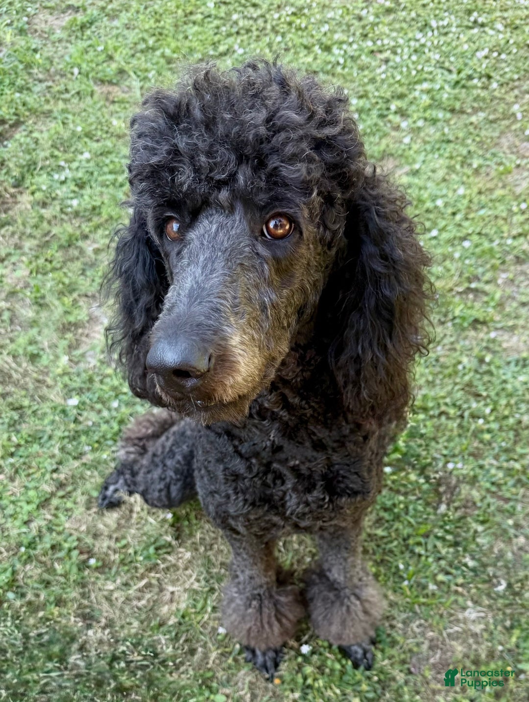 Standard Poodle dogs for sale: Princess - Ad 2