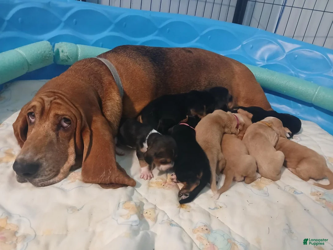 Basset Hound dogs for sale: Tracker  - Ad 9