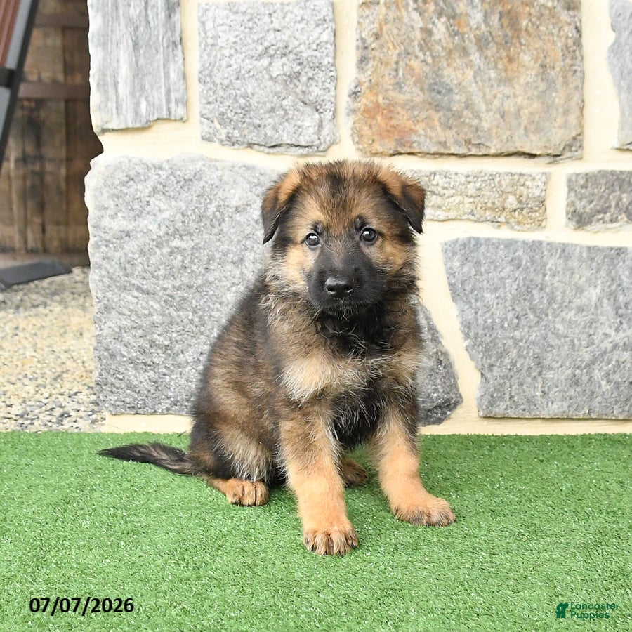 German Shepherd dogs Oscar - Ad 2