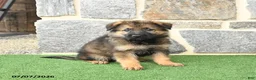 German Shepherd dogs for sale: Oscar - Ad 2
