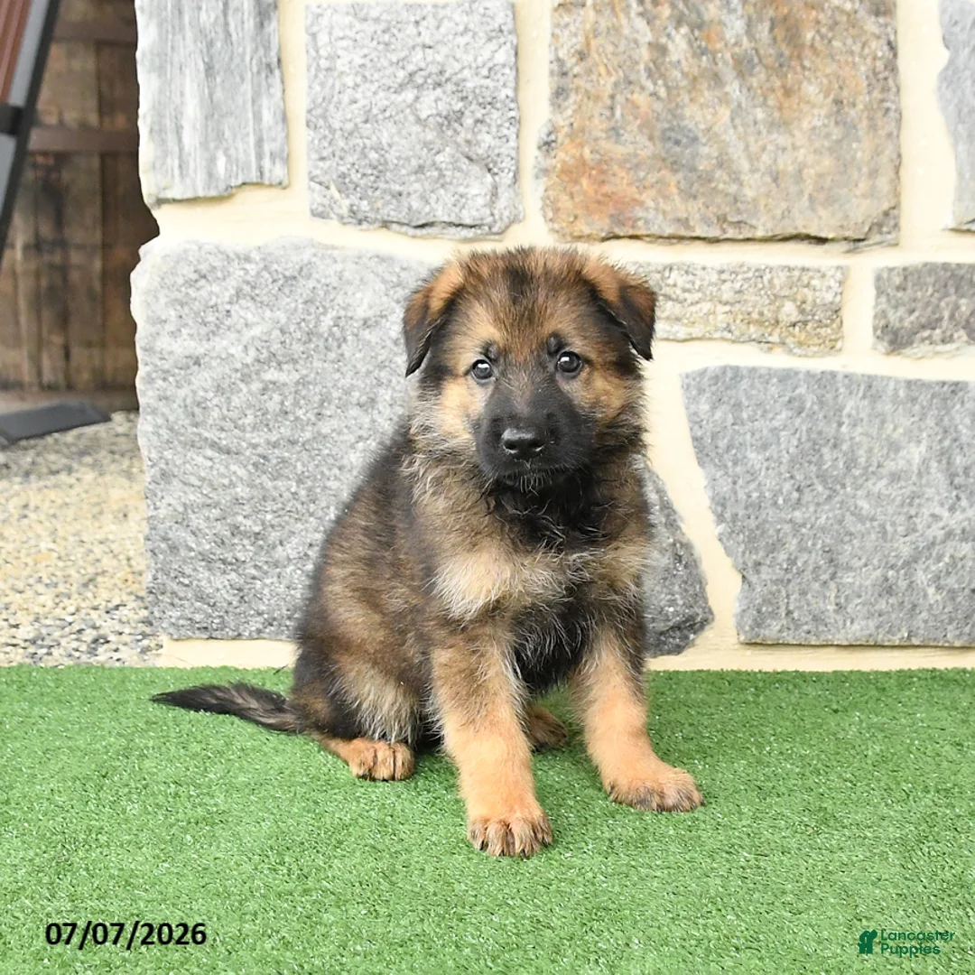 German Shepherd dogs for sale: Oscar - Ad 2
