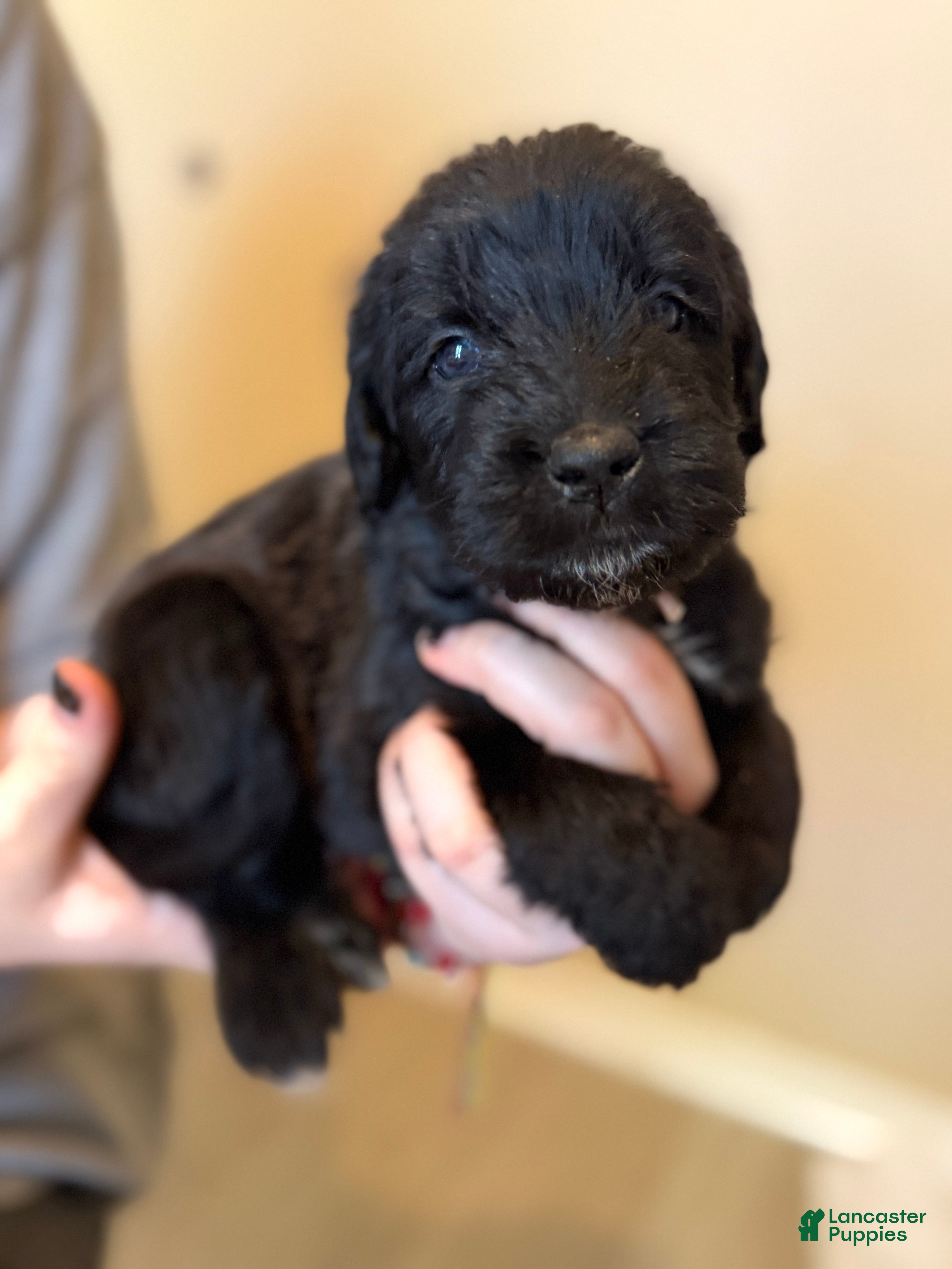 Mixed Breed dogs Noodle - Ad 2