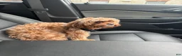 Mixed Breed dogs for sale: Mixed Breed Puppy 1 - Ad 3