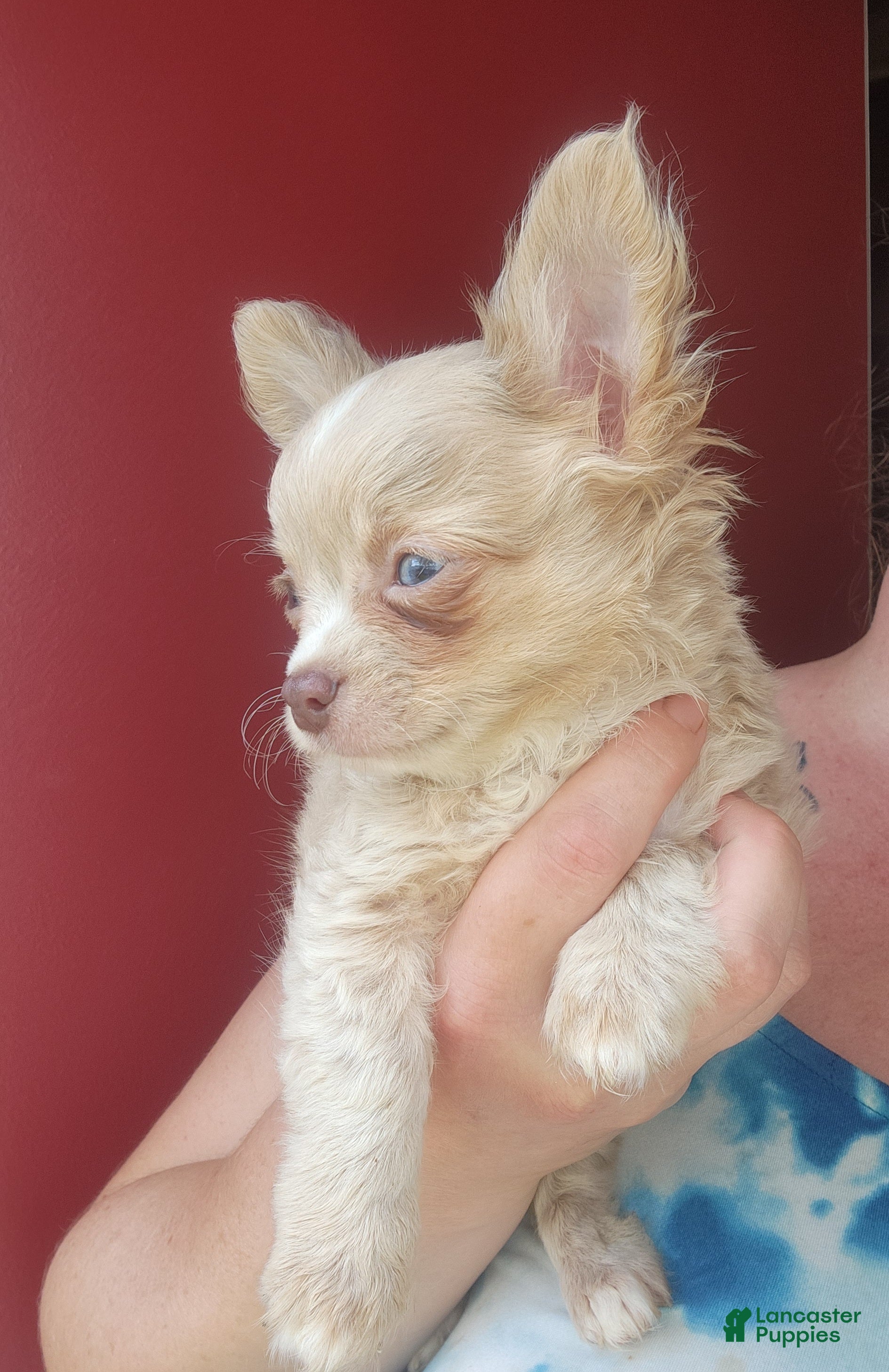 Chihuahua dogs Birch- Small boy - Ad 21