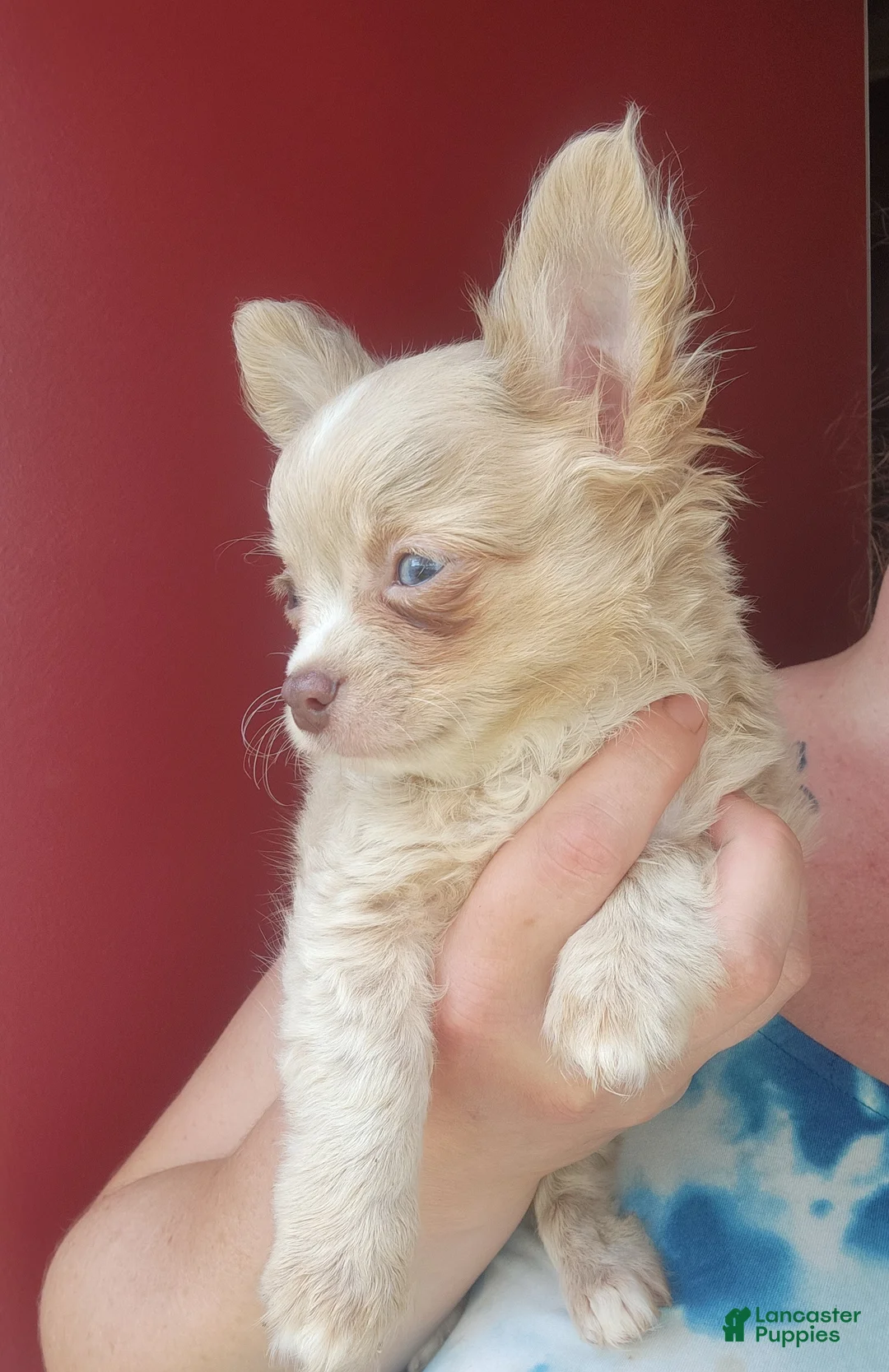 Chihuahua dogs for sale: Birch- Small boy - Ad 1