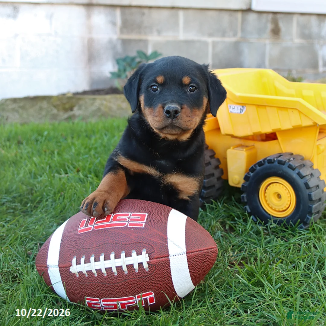 Rottweiler dogs for sale: Peyton - Ad 1