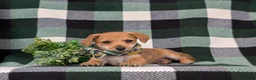 Jackapoo dogs for sale: Scout - Ad 5
