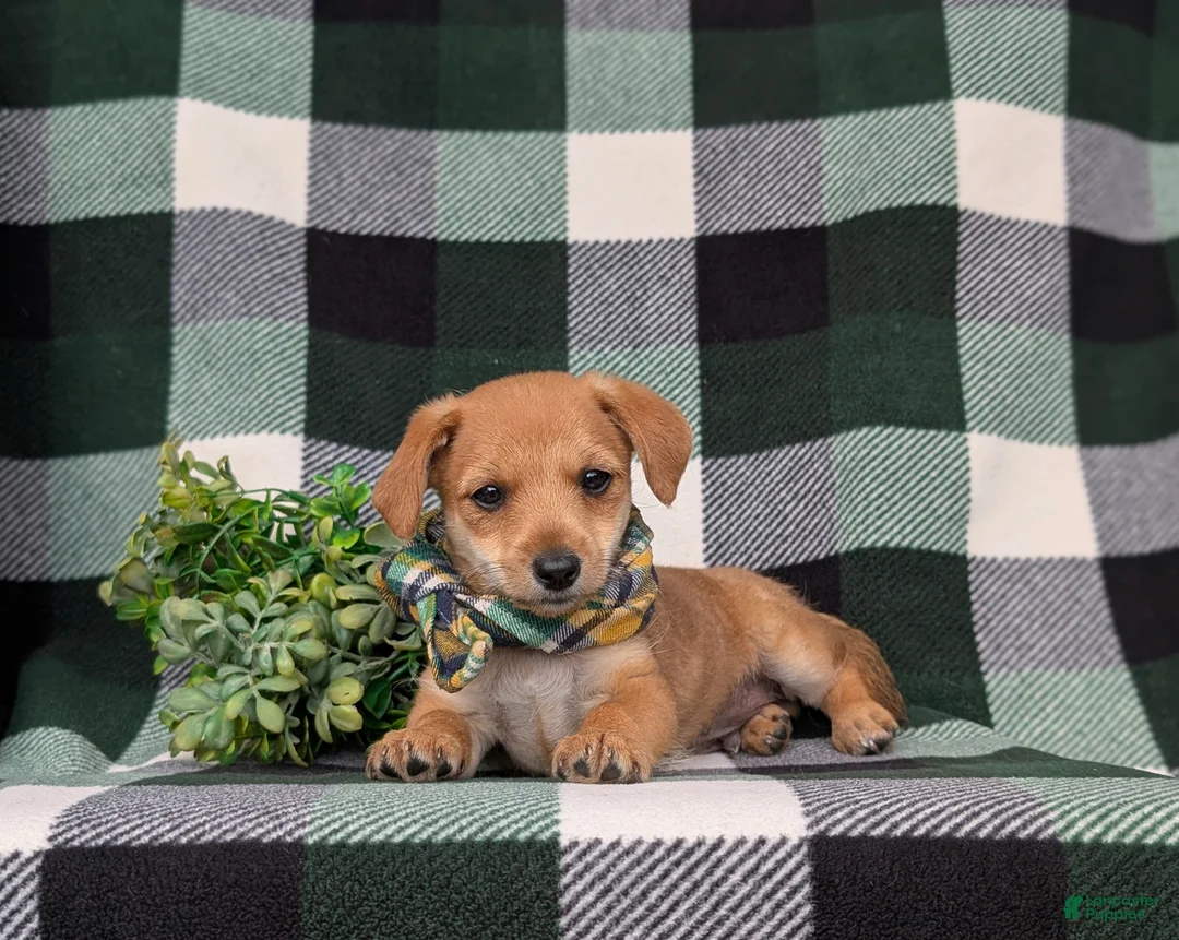 Jackapoo dogs for sale: Scout - Ad 5