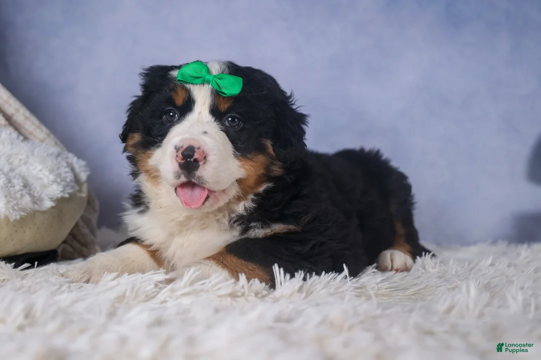 Bernese Mountain Dog dogs for sale: HERSHEY - Ad 6